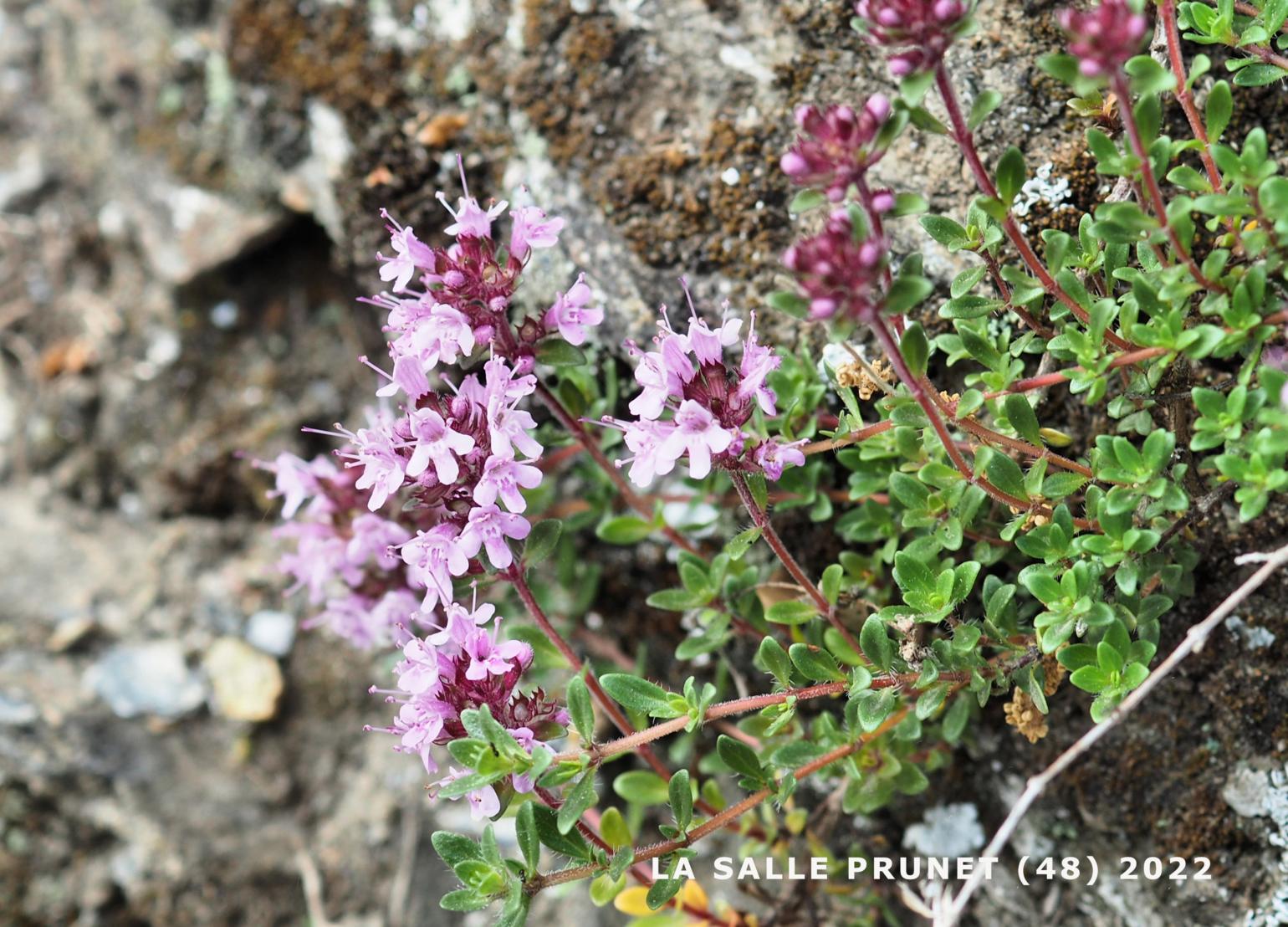 Thyme, [Variable hairy]